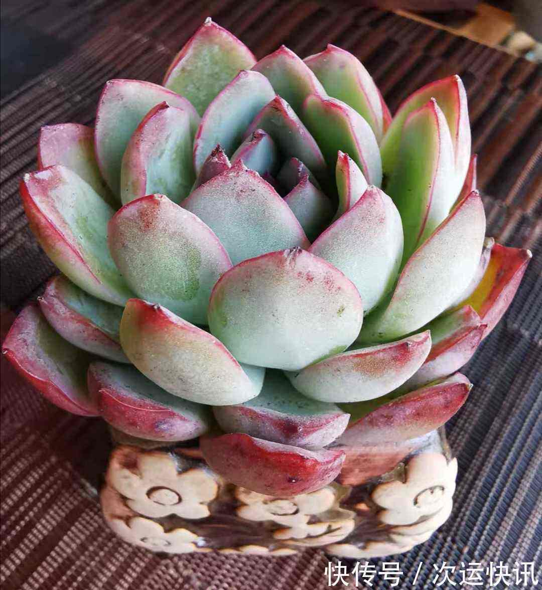 多肉越长越瘦,都怪你不会养,2招就能胖起来!