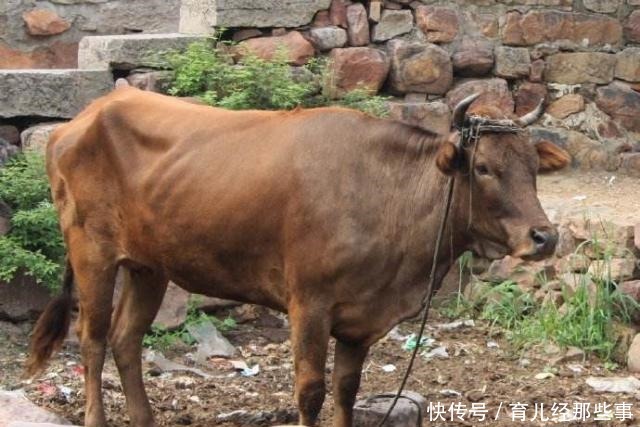 为什么古代人很少吃猪肉,而现在却恰恰相反,几乎天天吃呢!