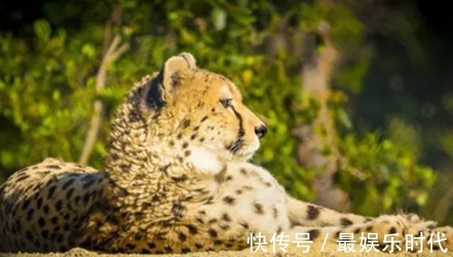 运动员|动物界的运动奇才,谁是真的速度王者?谁又是耐力王者?