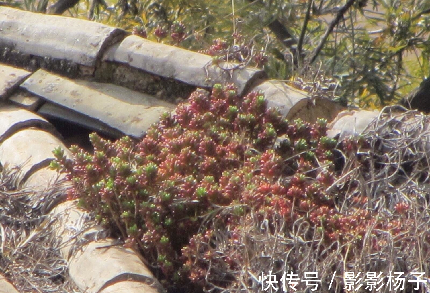 肉友把不要的多肉扔到屋顶，最后被惊艳到了，颗颗饱满圆润