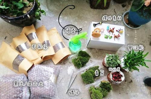 这花真好养,叶子沾点水就能活,7天爆满一大缸