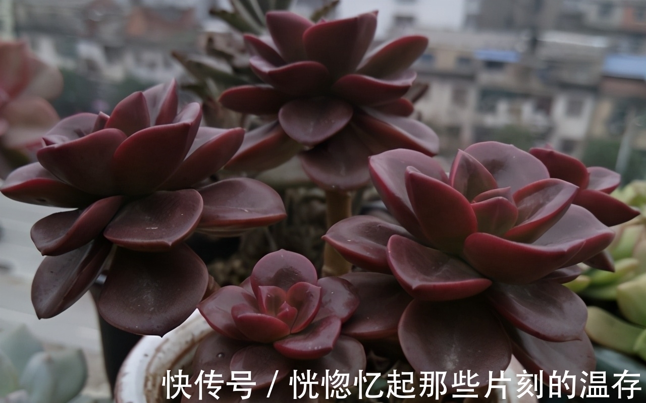 植株|这一种多肉，很容易一头变多头，肥水跟上，茁壮又娇艳