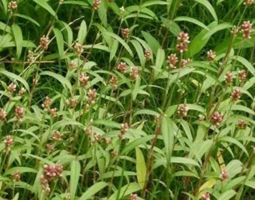 如今|水田里比辣椒更“辣”的野草,是天然的酒曲,如今城里30元一斤