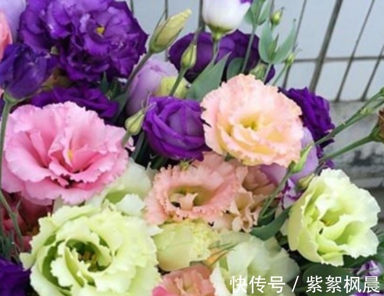 4种花是“爆盆能手”,好养漂亮,个个花开满盆,人见人爱!