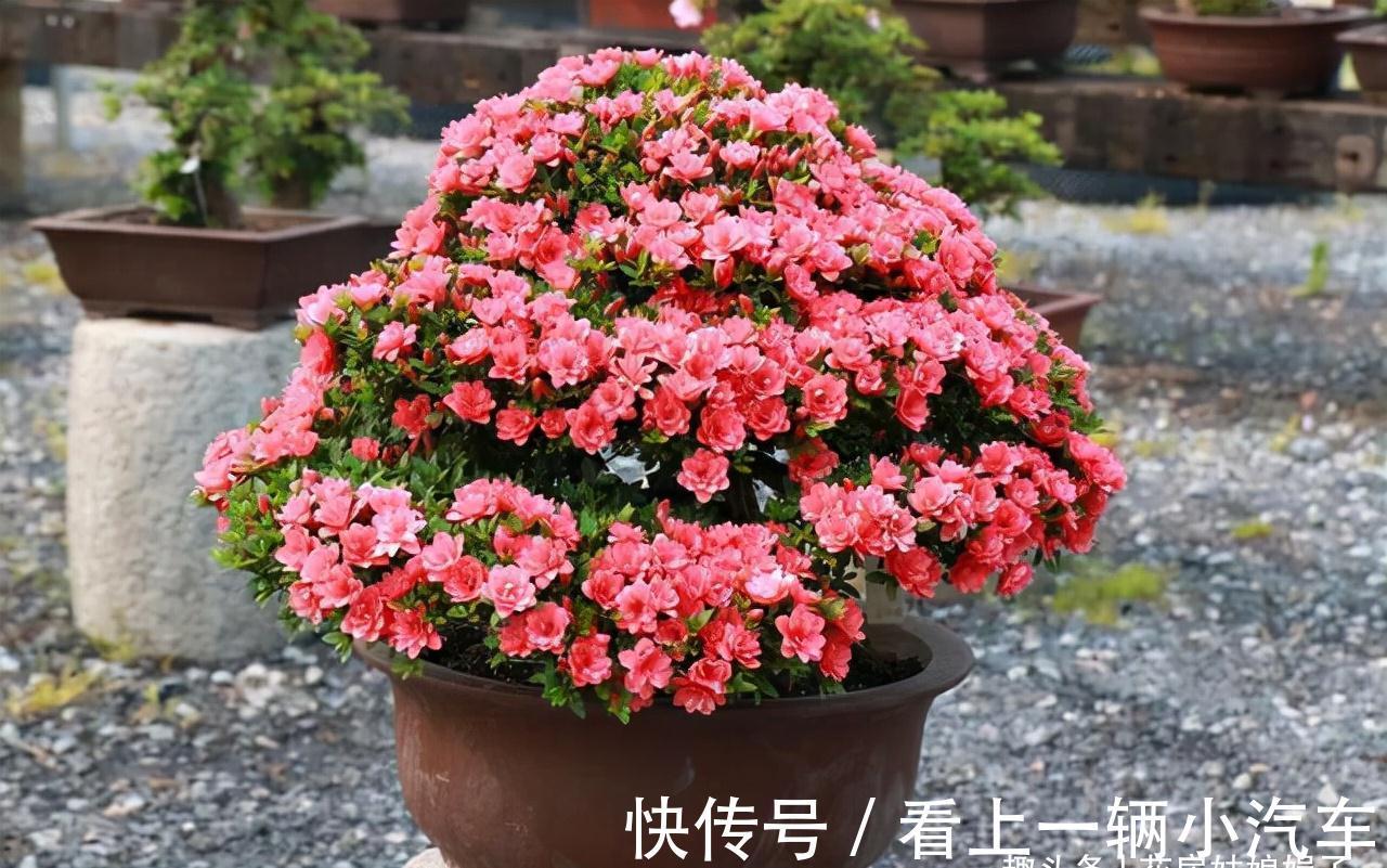 花期|这6种花在阳台很好养，只要有阳光就特别旺盛，花期长颜值还很高