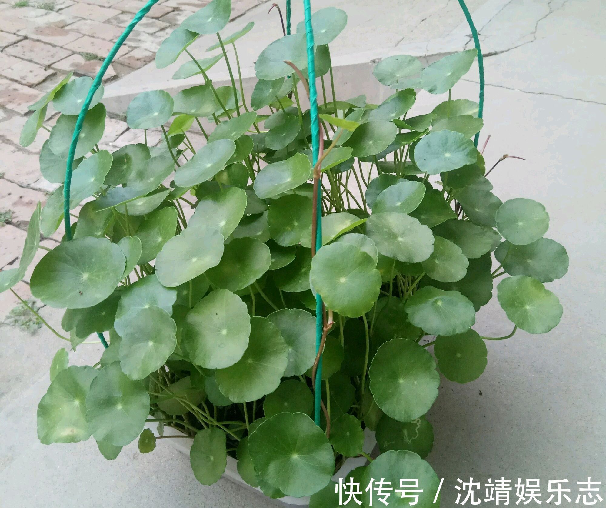 爆盆|铜钱草又黄又乱糟糟的该怎么养剃头半土加半水，一个月再次爆盆