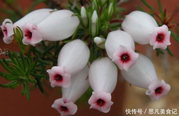 四季|养这些花朵，四季开花不断，好养易爆盆，雍容华贵