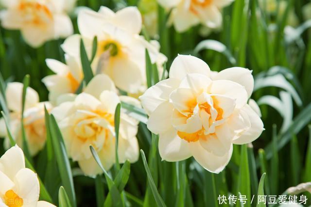 “一次性的”4种花,开完别再浪费时间精力养,不划算