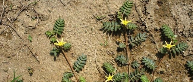 野生植物|这野草,俗称“拦路草”,人见了躲着走,却被道家奉为“长生药”