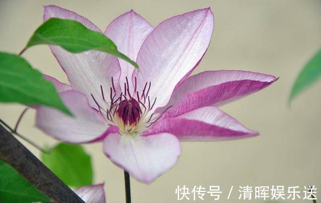 浇水|盆栽铁线莲开花了，花期养护注意几点，开花多花色艳还能延长花期