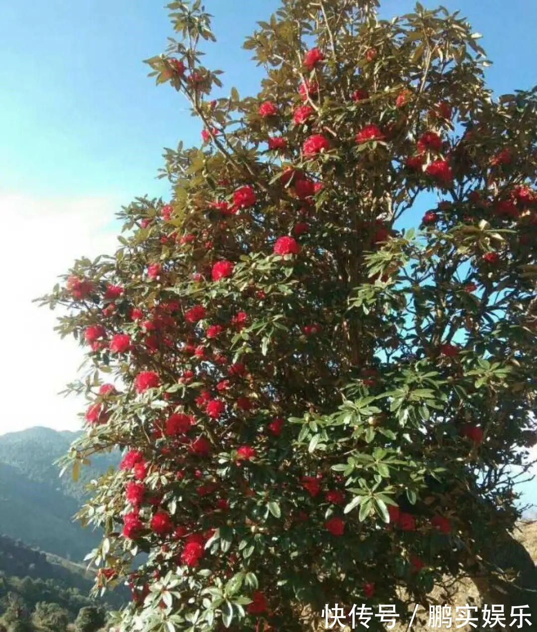 绣球|门口养棵大花树，风吹就开花，20年变成传家宝！