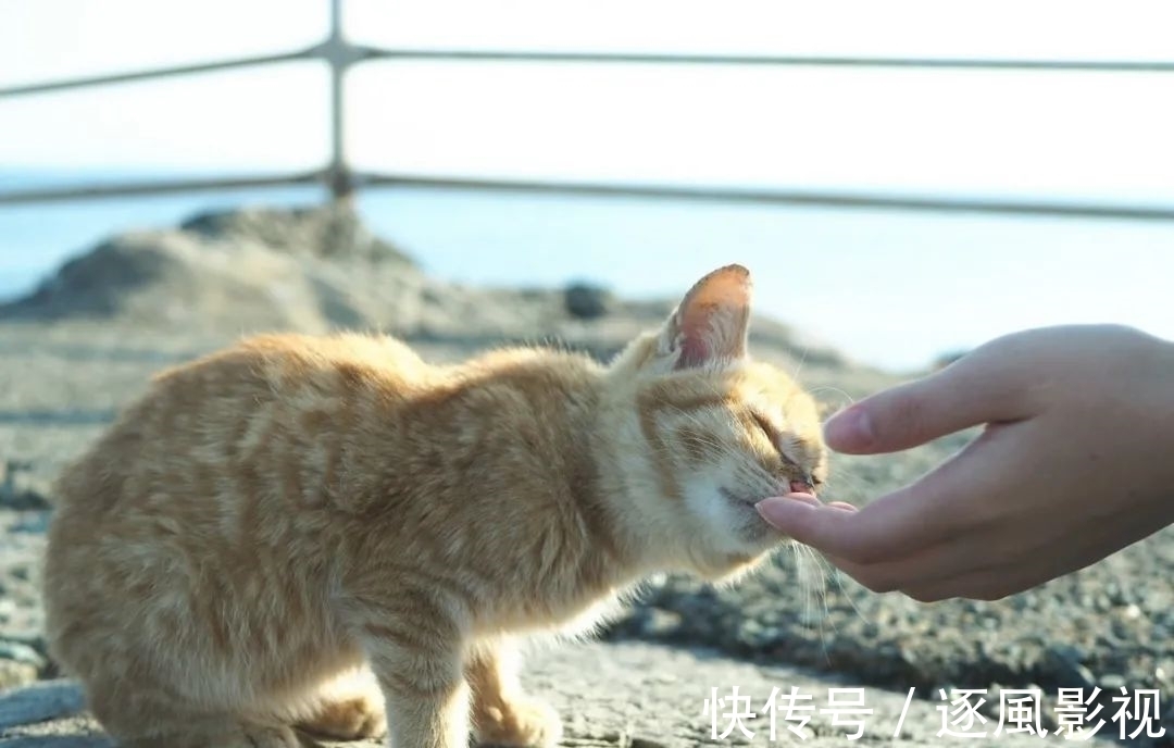 喵星人|日本怎么那么多撸猫圣地啊!