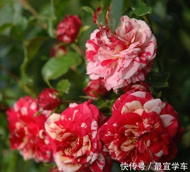 25款庭院月季推荐。助你打造五彩缤纷的庭院,丰花好养还能盆栽