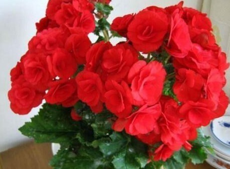 “2种天天花”家里养一盆，一年300多天有花看，好养又漂亮，值！