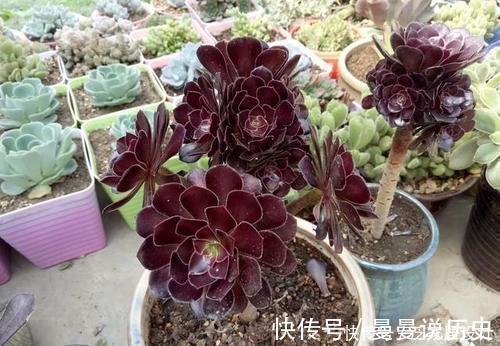 多肉植物|老花匠养多肉7年，总结出4个耐热耐晒品种，安全度夏适合新手