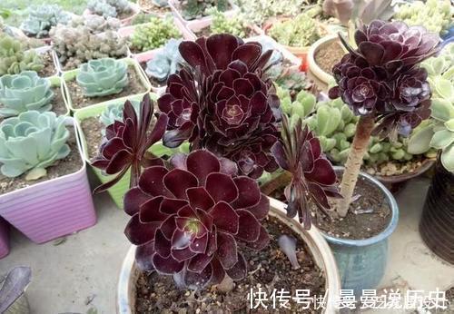 多肉植物|老花匠养多肉7年,总结出4个耐热耐晒品种,安全度夏适合新手