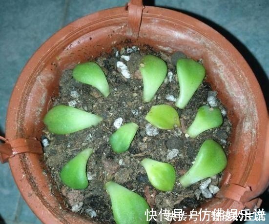 徒长|蒂亚徒了,都可以召唤“神龙”,手一痒,全都拔了!