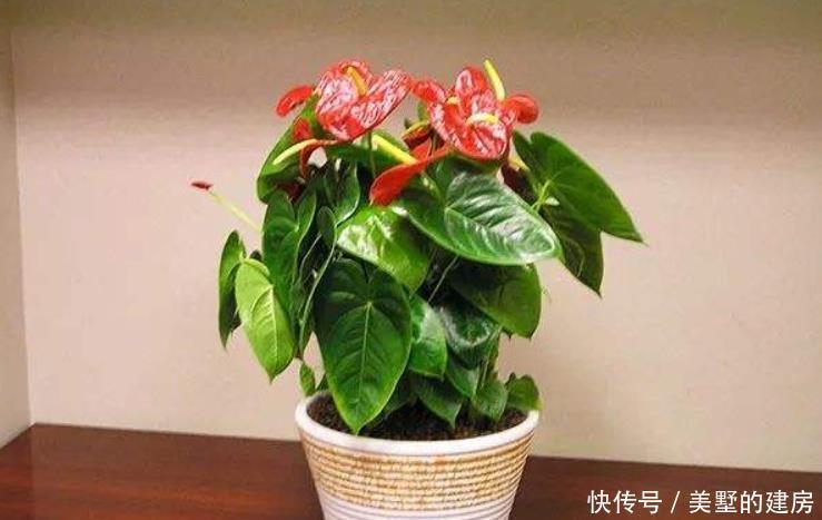 出问题|红掌很多人养不好,因为它有“5怕”,最后1点很多人都没做好!