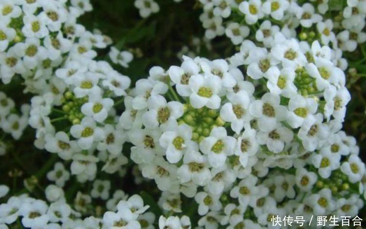 养花就养个花期长的,花开媲美玫瑰,花朵姿态万千,美