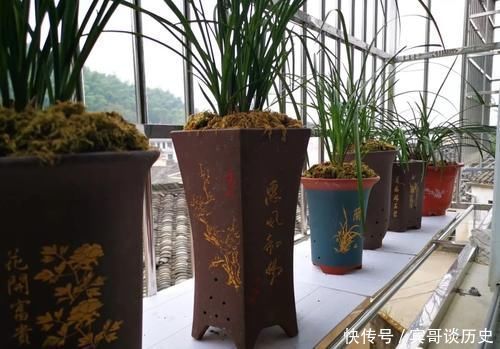 腐苗|兰花什么时候必须换盆?这3种情况,只有换盆才能成活