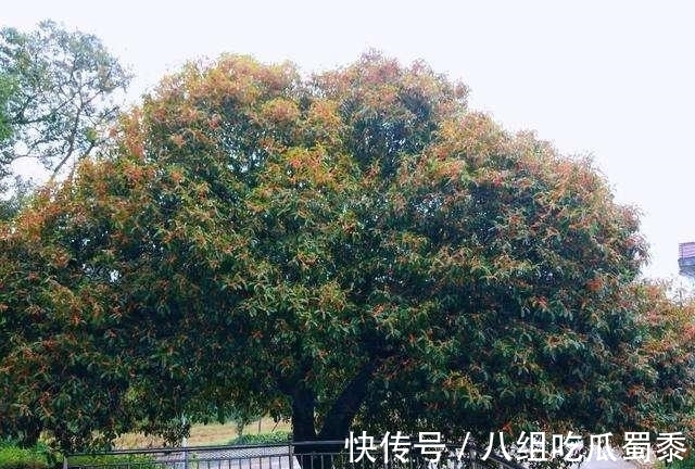 这6种花的寿命很长,养成“老桩”后,价值大增,越老“越值钱”