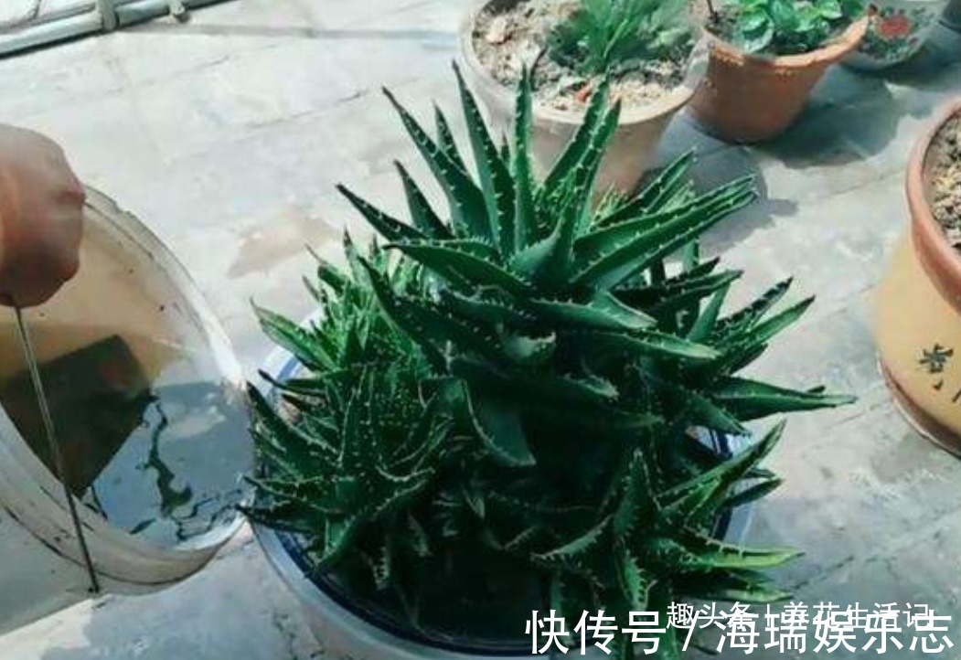 改善|家养芦荟半死不活多半浇水不正确，改善后生长快叶子肥胖