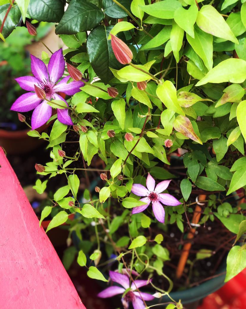 养花记住打开“小机关”,花朵嘭嘭开,爆成花团子