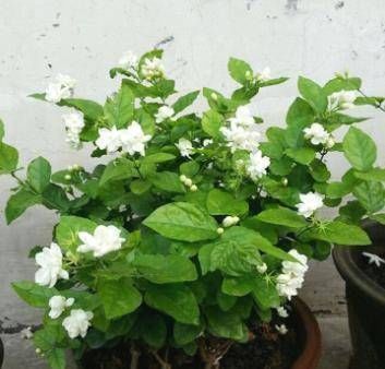茉莉花这么养,枝叶繁茂四季绿,花开爆盆,满屋飘香
