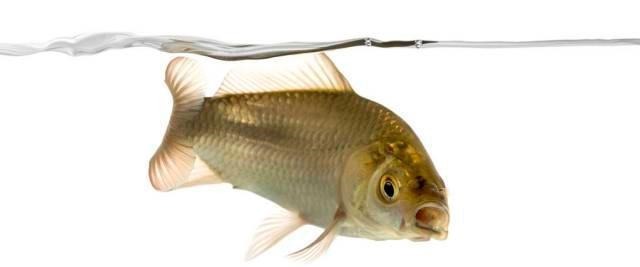 钓鱼人|钓鱼人的最爱黑漂和顶漂,二者有什么不同鱼情和漂相要把握好