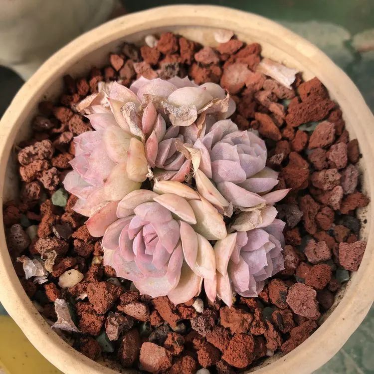 浇水|多肉小白三年励志对比养自己的花,爱自己的宇宙!