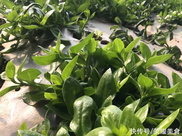 搅拌均匀|这菜浑身都是宝，口感爽滑，凉拌着吃真香，夏天可隔三差五吃一次