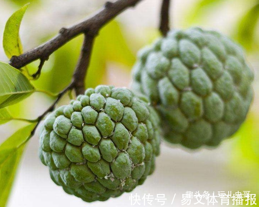 种植|释迦果美白肌肤，延缓衰老，掌握四点，种出优质营养的释迦果来！