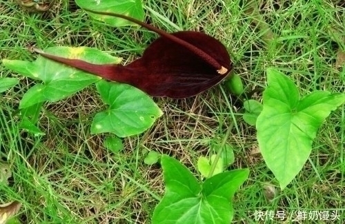 山里遇见这种植物,是您福分,请记住它,当下极为珍贵