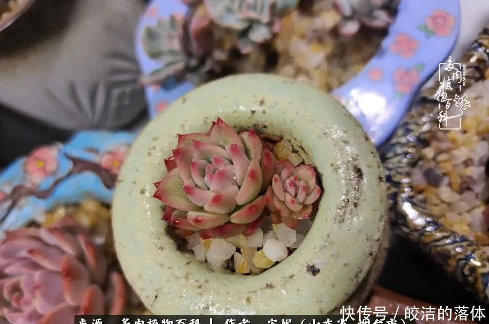 从无到有，四年坎坷多肉路，沉迷肉海难以自拔！