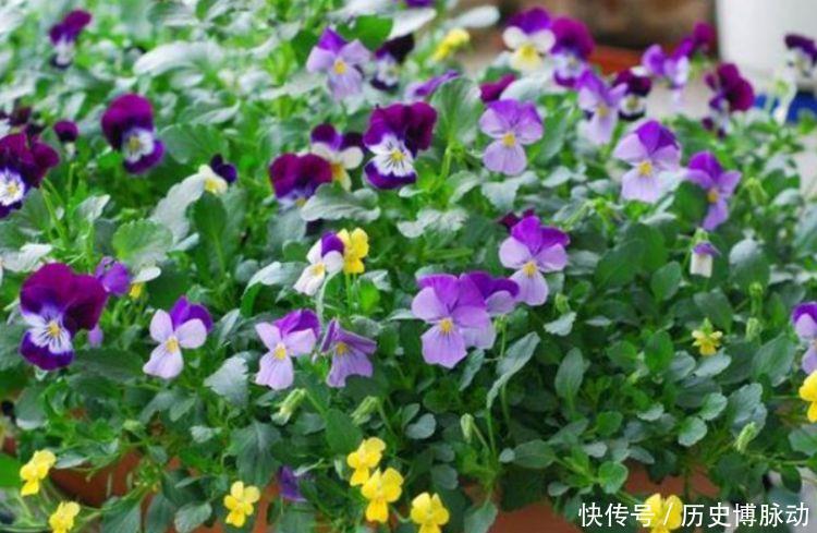 4种花颜值超高,花开挂满枝头,惊艳如花球,美翻了