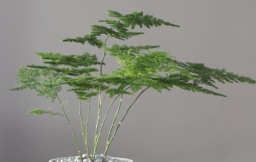 文竹春季养护有讲究，做好这4点，叶片翠绿不发黄，枝条旺盛