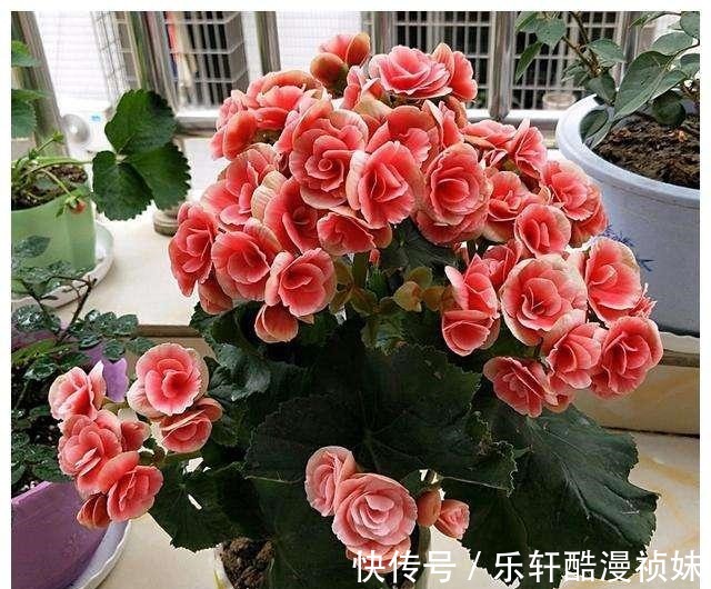 8种“洋气花”，天冷别喷水，不然黄叶、掉花苞，越养越难看