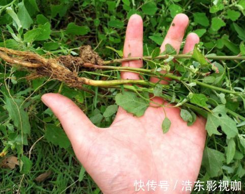 田地|田地里不被待见的野草,其实含钙量高,是上好野菜,城里一斤8元