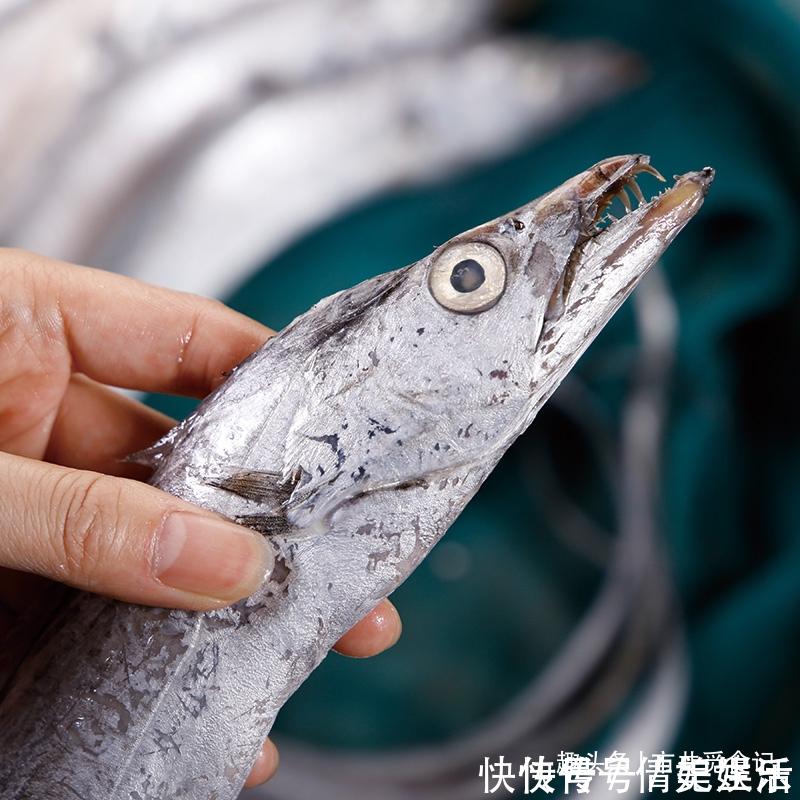 吕四|买带鱼,大带鱼好吃还是小带鱼好吃价格差几倍,区别大了