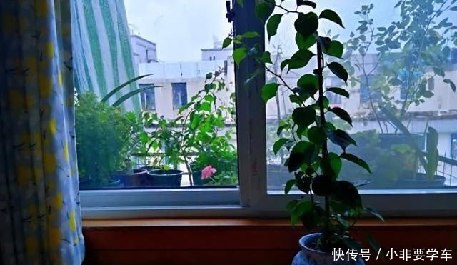 种花|3种花是“植物氧吧”，卧室养几盆，晚上造氧气，空气清新睡觉香！