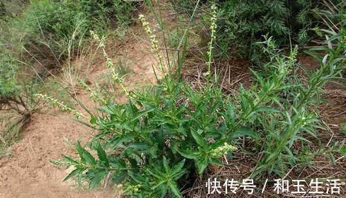 野草|农村这种野草长满刺，农民见了就砍，却不知是珍贵的“接生草”