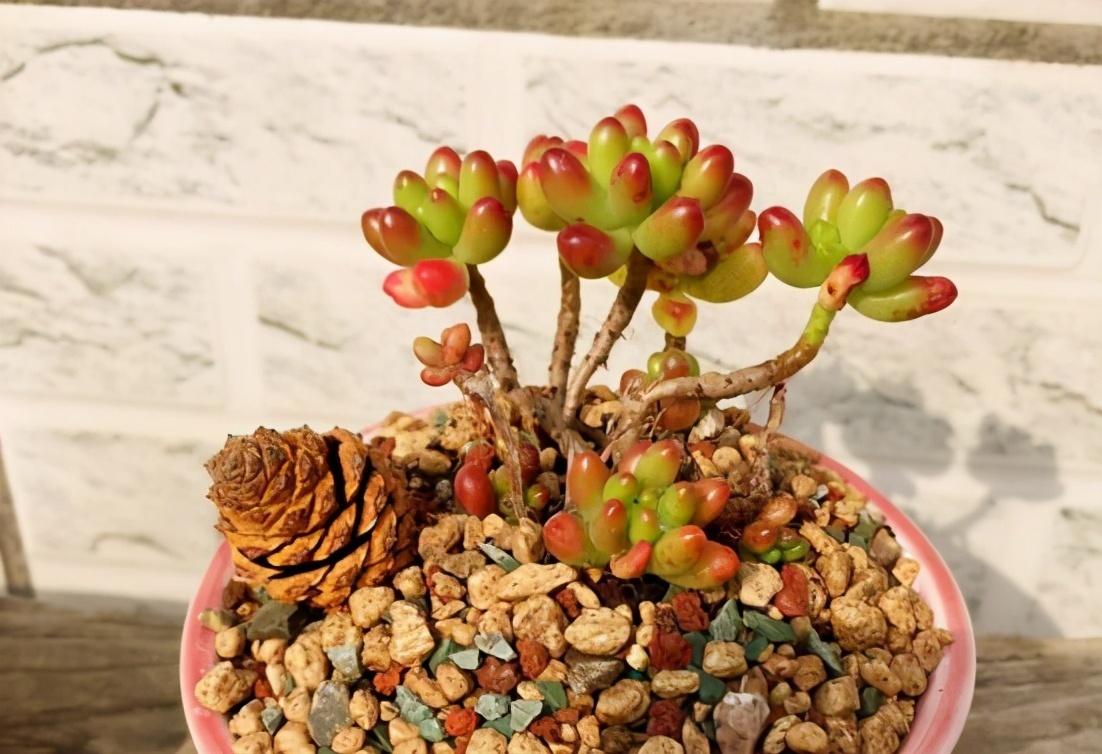 多肉植物耳坠草,想要绿叶变红,牢记4点,不用一个月就上色