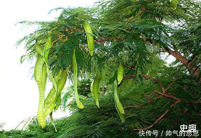 古代没有洗衣粉,古人的衣服为何还能很干净