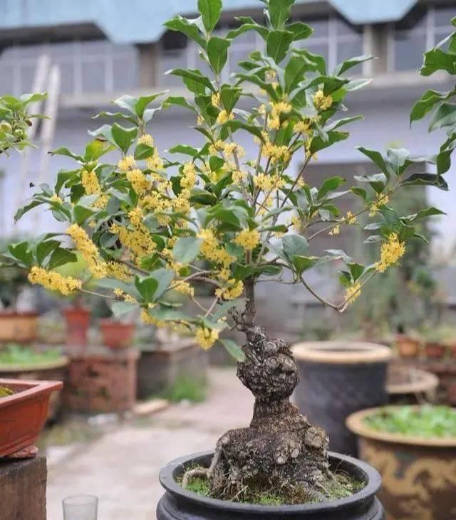 桂花|路边“3种树”,见了掰个枝,插盆就生根,做成盆景,寓意吉祥