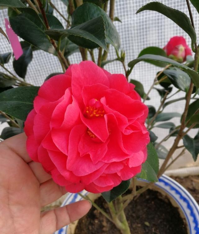 比牡丹还美的花卉，花色艳、香味浓、花期长，长势旺盛，优点众多