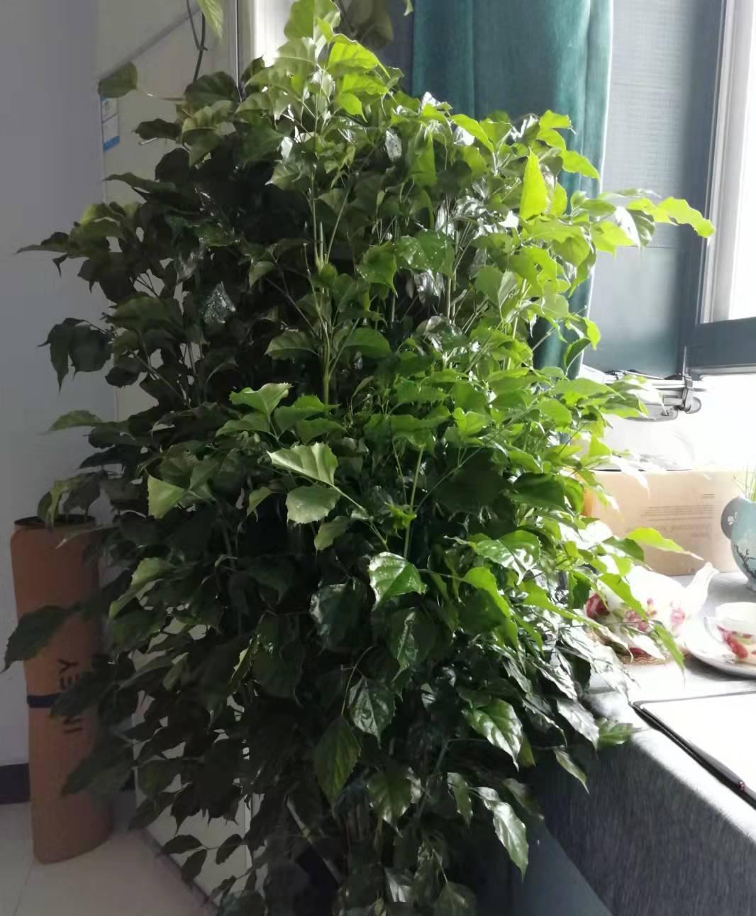 养好幸福树,关键有2点,叶子绿油油枝干壮实开花满枝