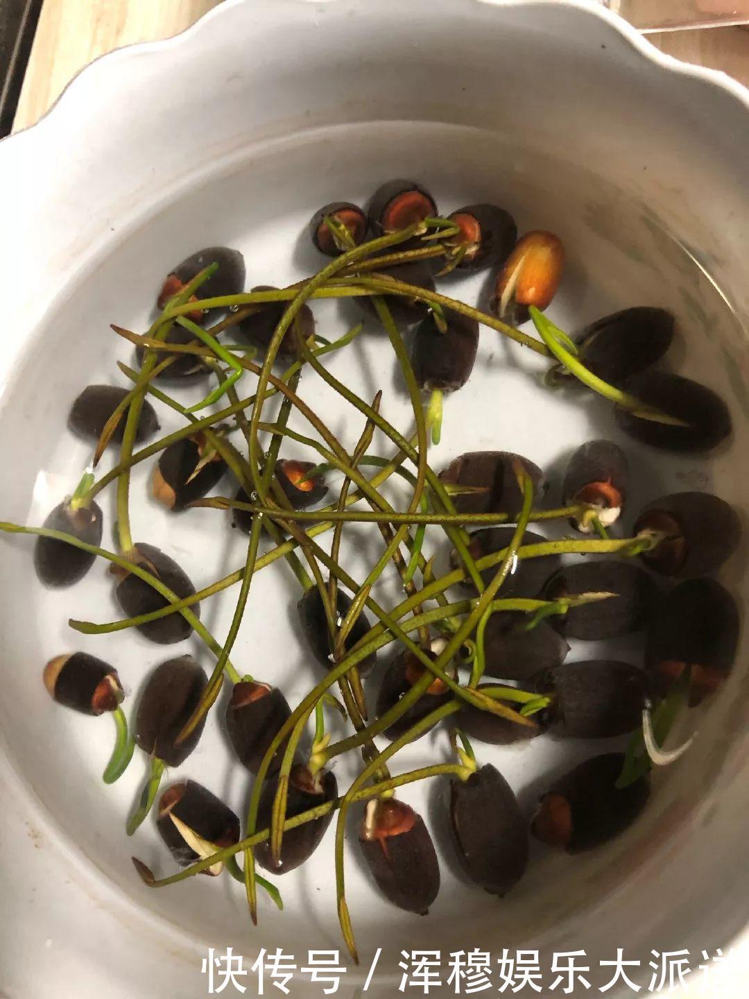 移栽|她在水缸里种荷花,开花比脸还大,满缸都是藕!