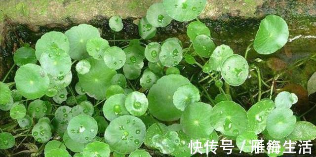 植物|野外有3种“植物”,遇水就活,非常好养,还能做盆景