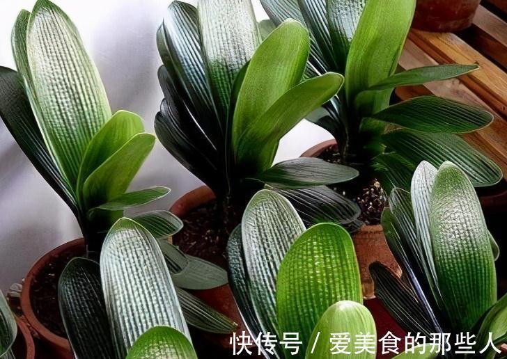 君子兰容易饿，盆里用3种肥，根系壮，片油绿，开花旺