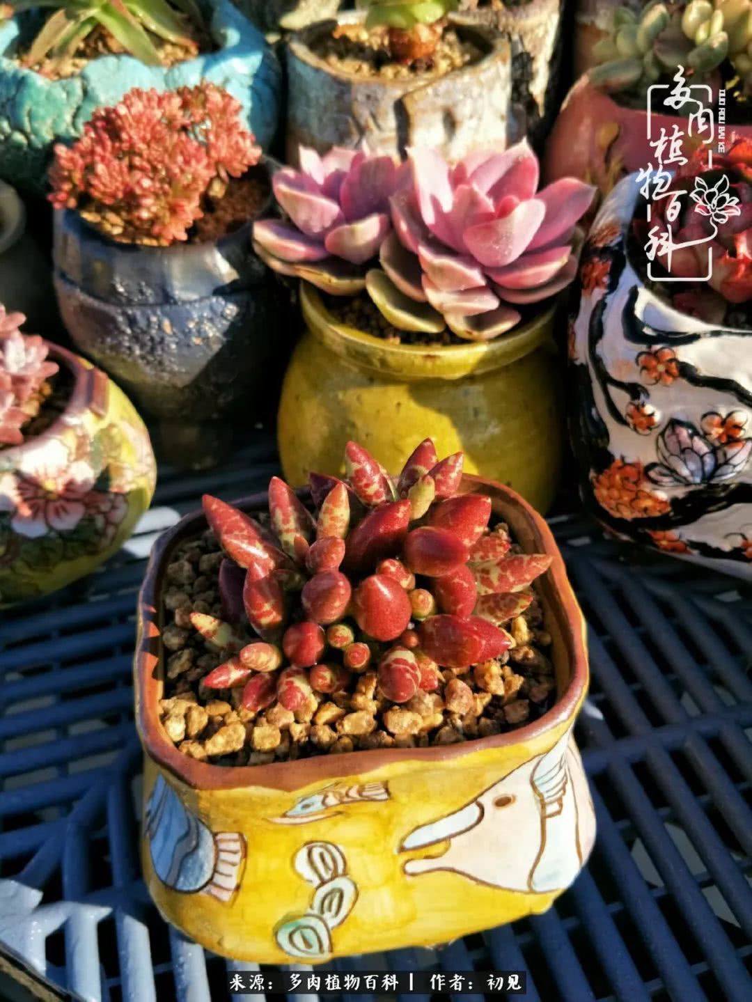 养多肉四周年,从初见到爱恋!幸福一直藏在浅薄的日子里!